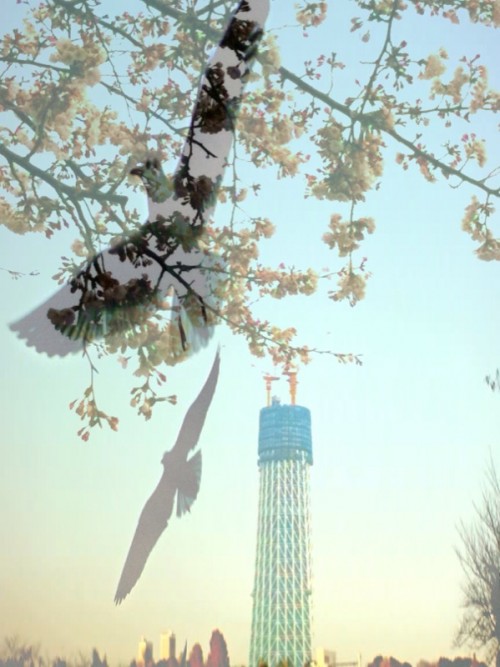 sakuratower