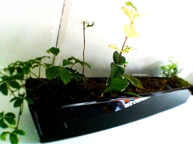 20110801-072117.jpg