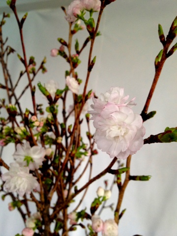 20120406-120640.jpg