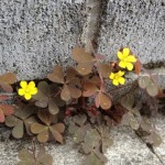 20120513-030515.jpg